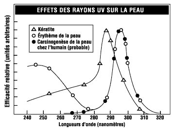 Figure 2 - Sensibilité des yeux et de la peau aux rayons UV