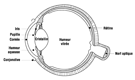 Figure 3 - L'œil