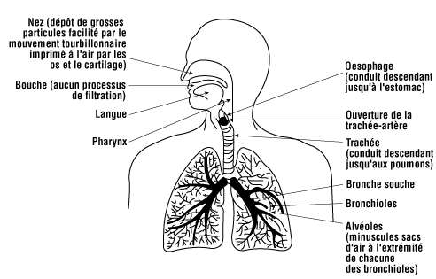 L'appareil respiratoire