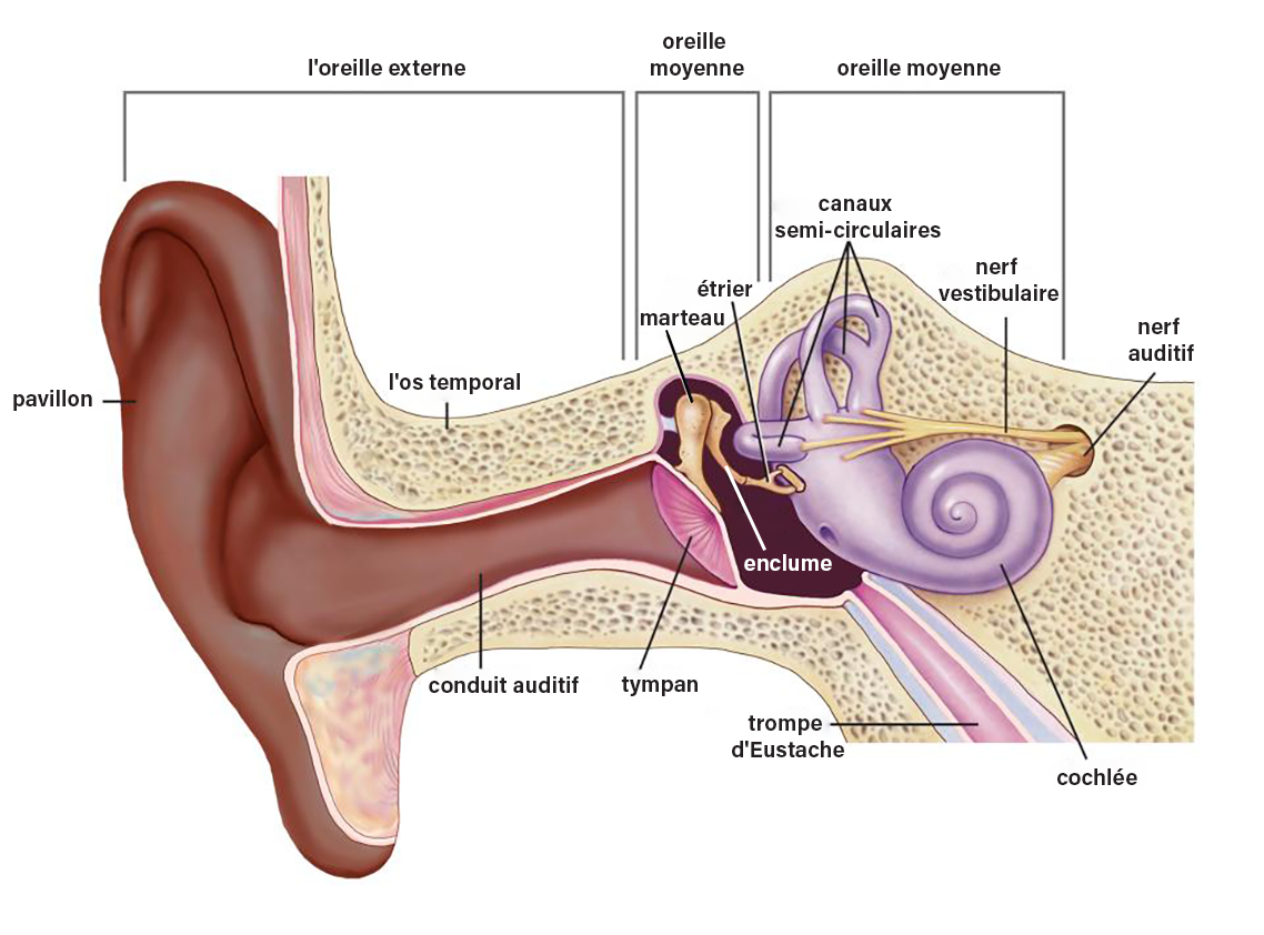 Parts of our auditory system