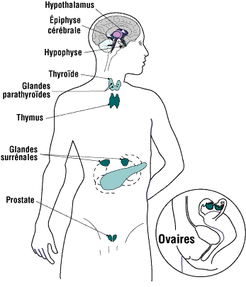 Le système endocrinien