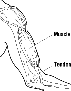Figure 1 - Tendon sans gaine synoviale