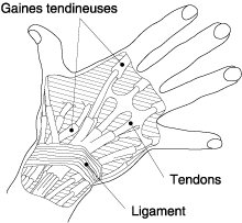 Figure 1 - Tendons des doigts et leurs gaines
