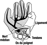 Figure 2 – Tendons et nerf médian