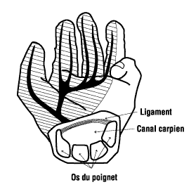 Figure 1 – Le canal carpien